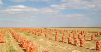 Уборка лука – фото agroinfo.com