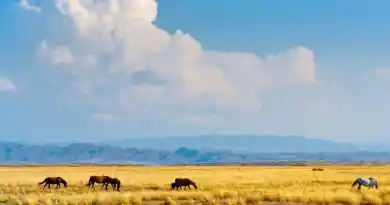 Великая степь