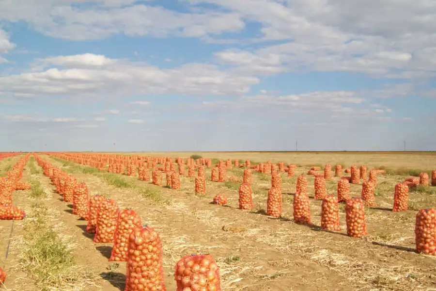 Уборка лука – фото agroinfo.com